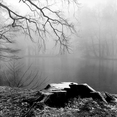Damir Matijevic Photography - An Old Stump